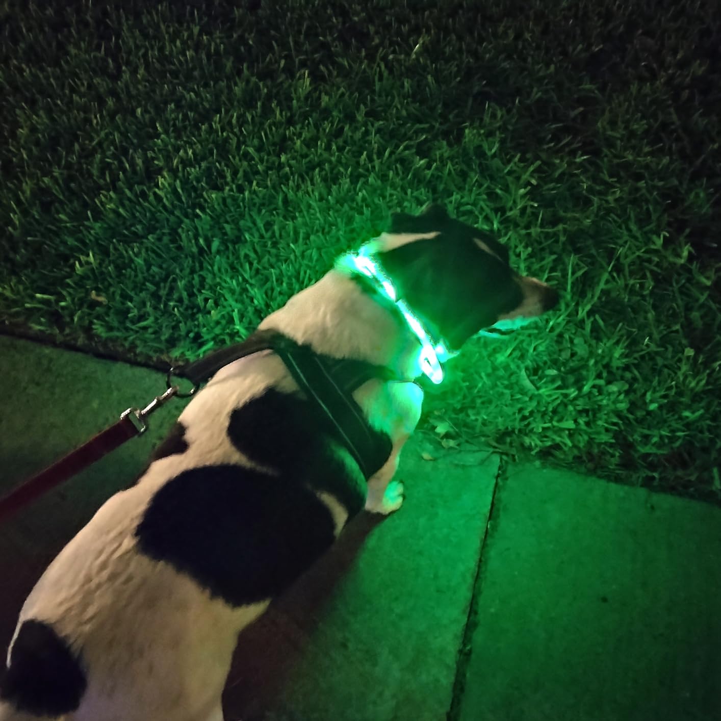실리콘 LED 개 목걸이, USB 충전식 빛나는, 조명 - Tech Dog Accessories 리뷰 및 가격